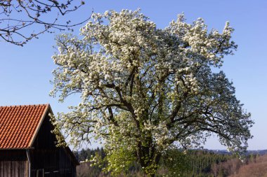 güzel ağaçlar arka ışık da parlak güneşli taze yeşil ve çiçeği ve görünür dalları ile çeşitli