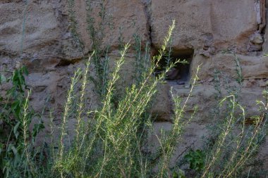 Güney Almanya yaz akşamları bitkiler ile şehir duvar. 