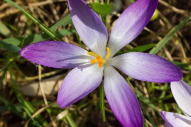 Bahar, doğal arka plan yatakta çiğdem çiçek.