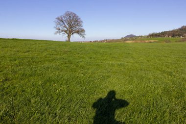 güzel ağaçlar arka ışık da parlak güneşli taze yeşil ve çiçeği ve görünür dalları ile çeşitli