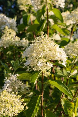 Yaz akşamı Bavyera kırsalında yazlık bahçe çiçek