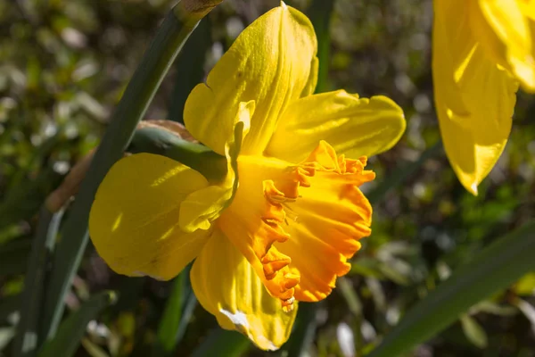 Vacker Utsikt Blossom Blomma Trädgård Blå Himmel Vårfärger Verbania Lago — Stockfoto