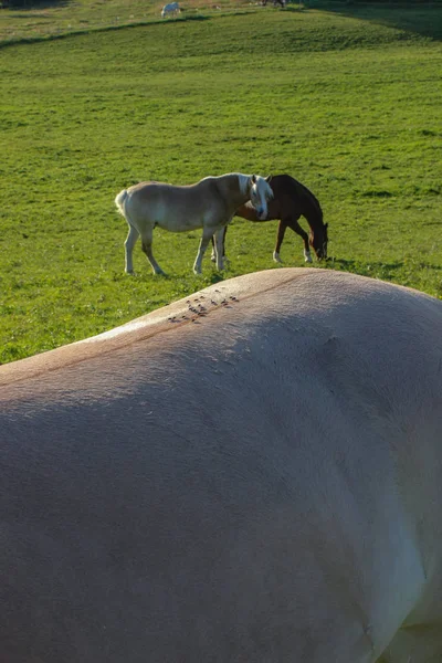 Due Cavalli Paddock Dietro Schiena Altro Cavallo — Foto Stock