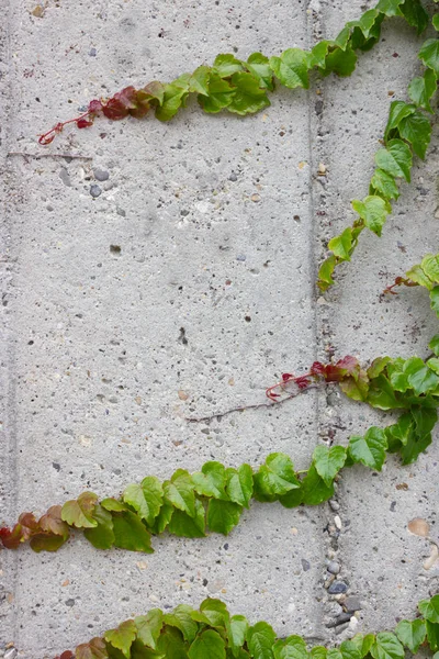 Edera Verde Muro Cemento Nel Sud Della Germania — Foto Stock