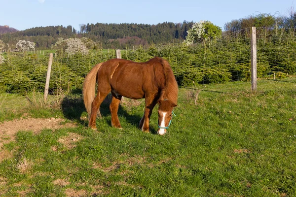 Buildings Horses Chapelle Symbols Rural Life — Stock Photo, Image