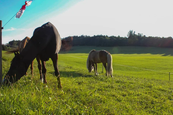 Horses Summer Evening Bavarian Allgau Countryside South Germany Green Grass — Stock Photo, Image