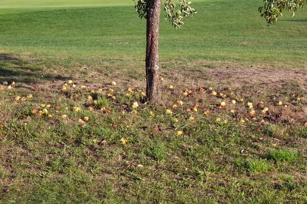 Pomar Prado Verão Campo Sul Alemanha — Fotografia de Stock