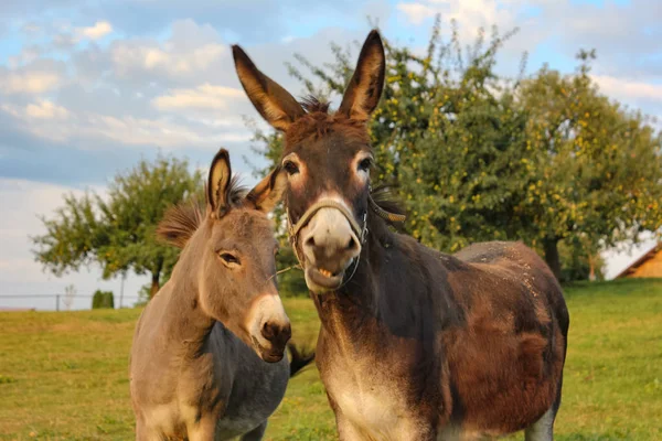 Bonitos Burros Paddock Noche Verano Sur Alemania — Foto de Stock