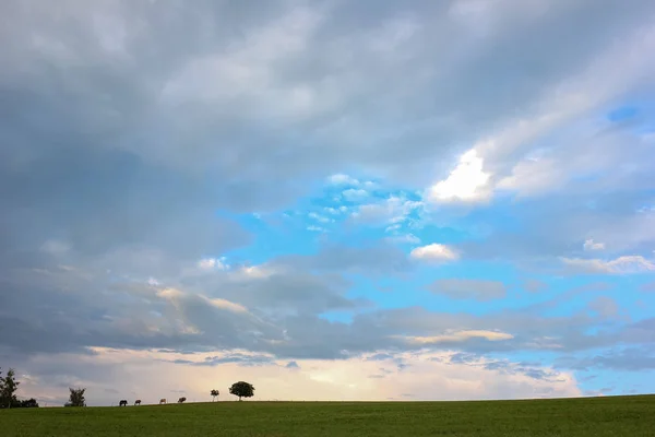 Horizon sky and field with horses at summer evening in southern Germany