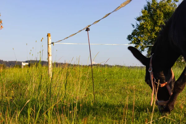 夏南ドイツ夜のパドックでフェンスを牧草地します — ストック写真