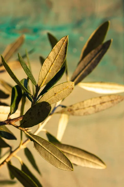 Sonbahar akşam sıcak güneş ışığı üzerinde asılı ağaç zeytin meyve