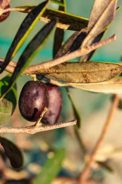 Olivenfrüchte Baum Hängen Warmen Sonnenlicht Des Herbstabends — Stockfoto