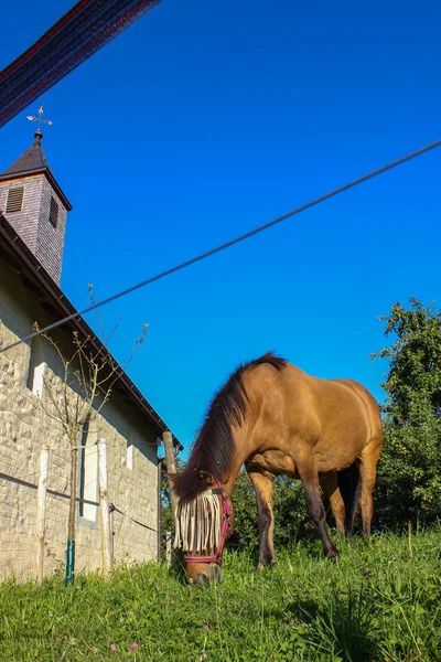 Hnědý Kůň Výběhu Trávou Jižním Německu Letní Večer — Stock fotografie