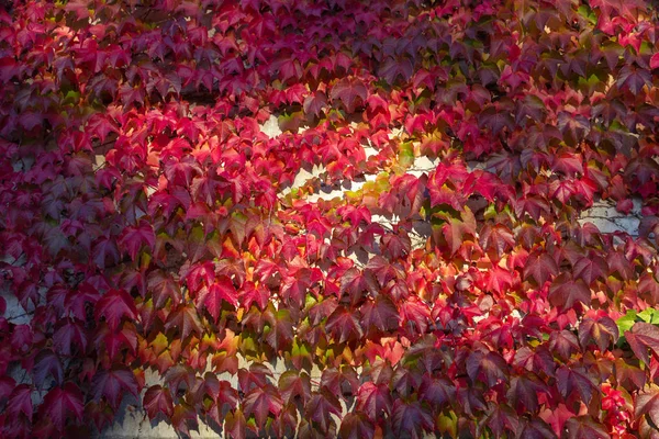 Feuilles Lierre Automne Sur Mur Béton Soir Ensoleillé Allemagne — Photo