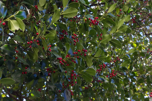 Όμορφη Θέα Στο Άνθος Λουλούδι Κήπος Γαλάζιο Ουρανό Ανοιξιάτικα Χρώματα — Φωτογραφία Αρχείου