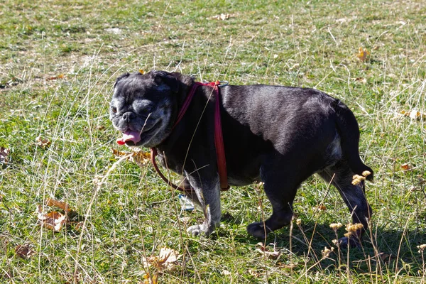 Negro Pug Otoño Viaje Aire Libre Sur Alemania — Foto de Stock