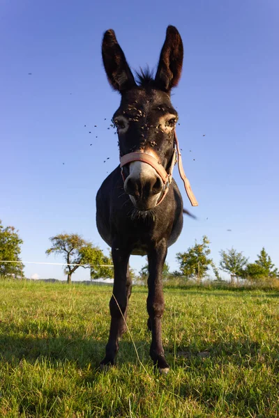 Bonito Burro Paddock Noche Verano Sur Alemania — Foto de Stock