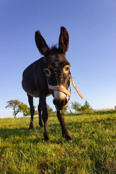 Bonito Burro Paddock Noche Verano Sur Alemania — Foto de Stock