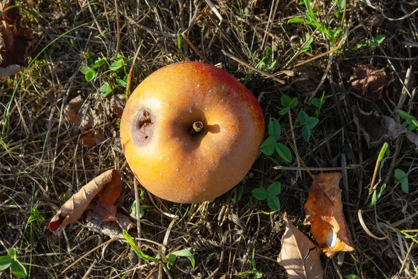 Przejrzałe Jabłko Kolorowy Sadzie — Zdjęcie stockowe