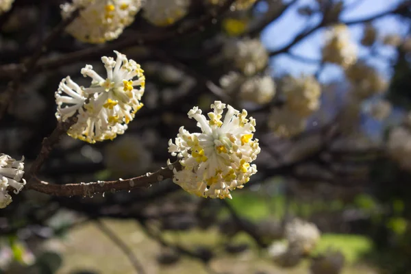 Belle Vue Fleur Fleur Jardin Ciel Bleu Printemps Couleurs Verbania — Photo