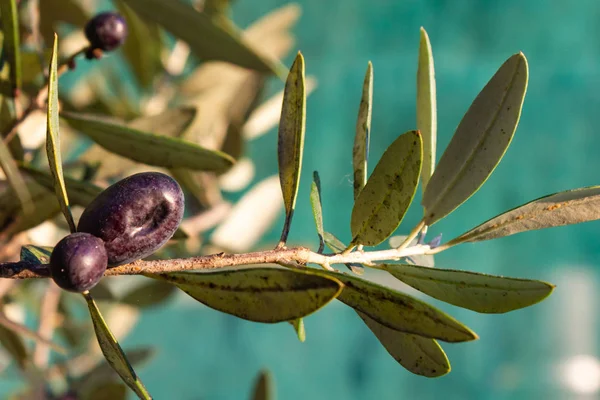 Olivenfrüchte Baum Hängen Warmen Sonnenlicht Des Herbstabends — Stockfoto