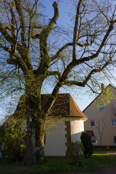 Řadu Krásných Stromů Podsvícení Také Svítí Sluníčko Čerstvé Zelené Kvetoucí — Stock fotografie