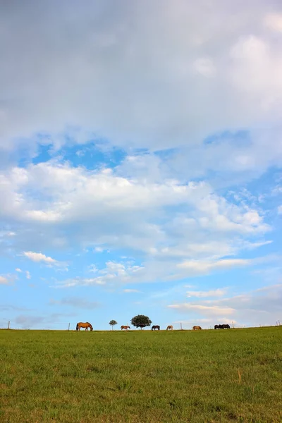 Horizonte Cielo Campo Con Caballos Noche Verano Sur Alemania —  Fotos de Stock