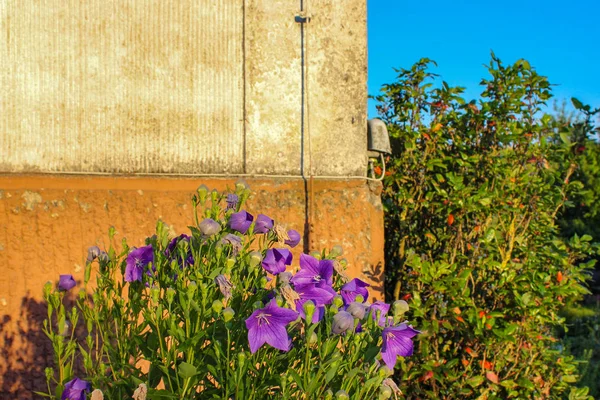 Flores Jardín Casa Campo Bávara Ambiente Cálido Tranquilo — Foto de Stock