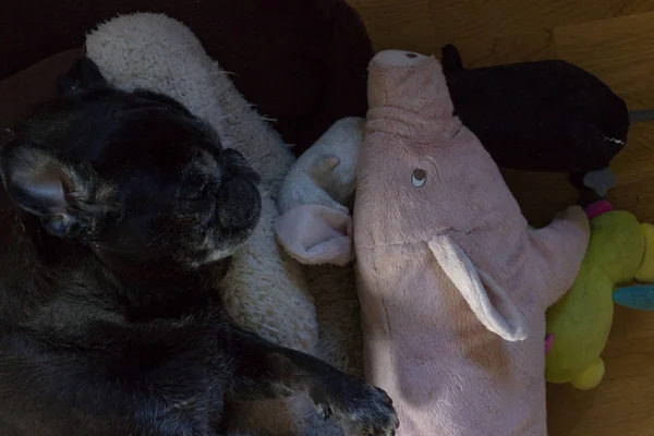 Adelheid Pug Preto Adora Relaxar Dia Todo Seu Sofá Pessoal — Fotografia de Stock