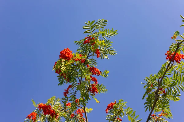 Roter Beerenzweig Blauen Himmel Einem Sommerabend Süddeutschland — Stockfoto