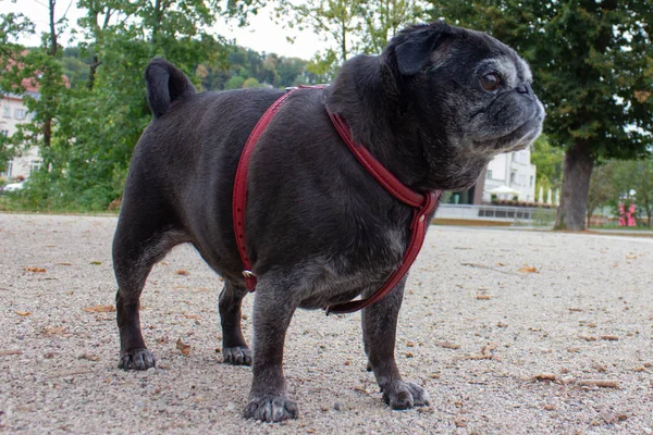 Pug Alemán Trapeadores Nombre Adelheid Caminar Través Del Parque Ciudad — Foto de Stock