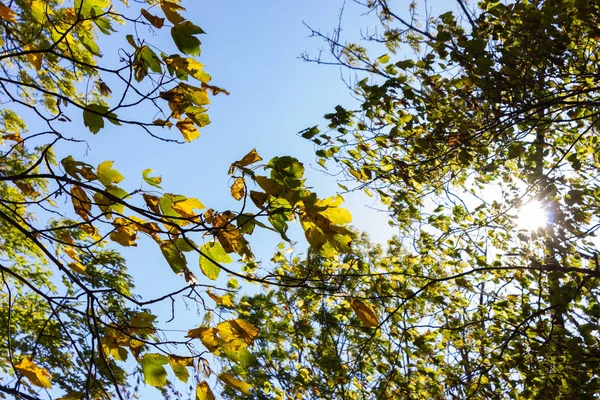 sunbeams through indian summer forest trees leaves at south germany countryside