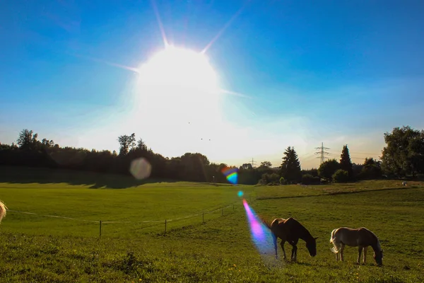 Caballos Noche Verano Campiña Allgau Bavariana Del Sur Alemania Hierba — Foto de Stock