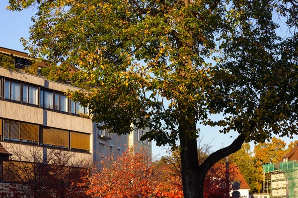 Árbol Color Otoño Hojas Fachadas Edificios Ciudad Sur Alemania — Foto de Stock