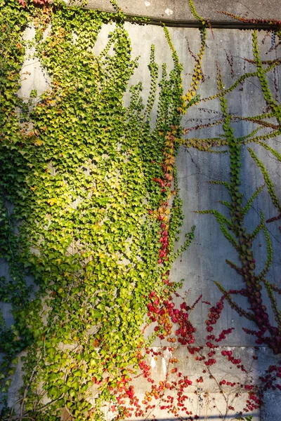 Feuilles Lierre Automne Sur Mur Béton Soir Ensoleillé Allemagne — Photo