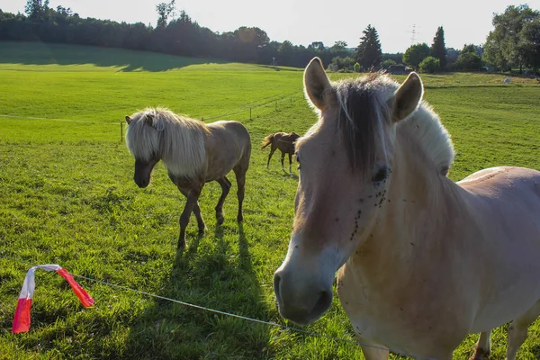 Caballos Noche Verano Campiña Allgau Bavariana Del Sur Alemania Hierba —  Fotos de Stock