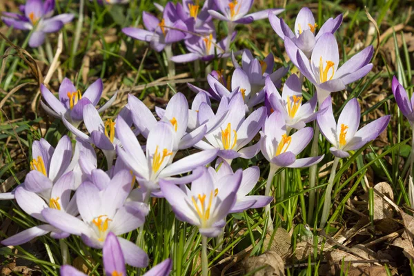 Crocus Blomma Säng Våren Naturlig Bakgrund — Stockfoto