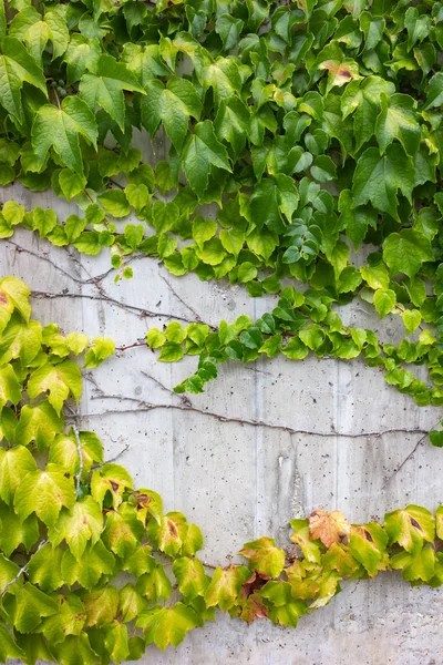 Edera Verde Muro Cemento Nel Sud Della Germania — Foto Stock