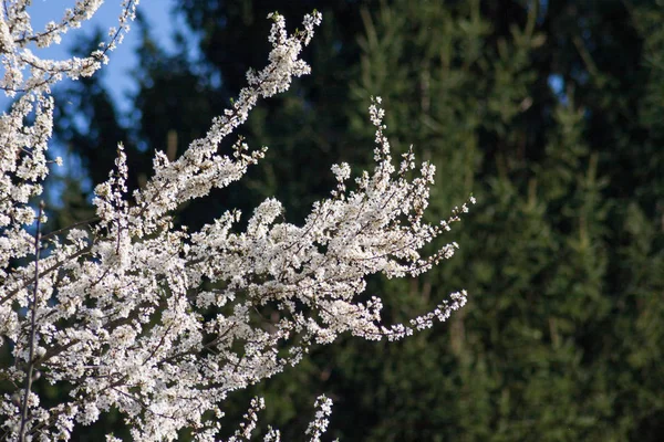 Molti Fiori Viola Rossi Rosa Sui Rami Nel Verde — Foto Stock