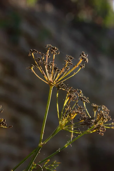 Městská Zeď Rostlinami Létě Večer Jižním Německu — Stock fotografie