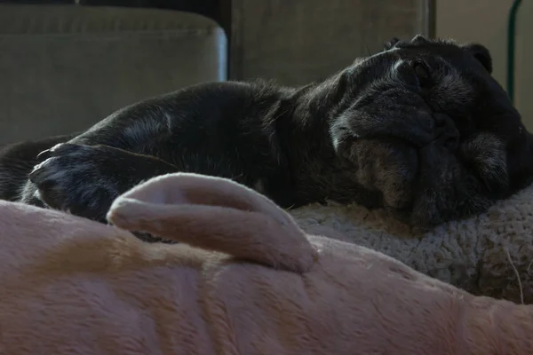 Adelheid Pug Preto Adora Relaxar Dia Todo Seu Sofá Pessoal — Fotografia de Stock