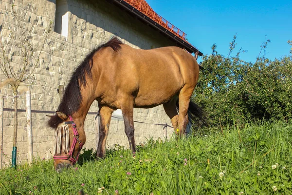 Bruin Paard Paddock Met Groen Gras Zuid Duitsland Zomeravond — Stockfoto