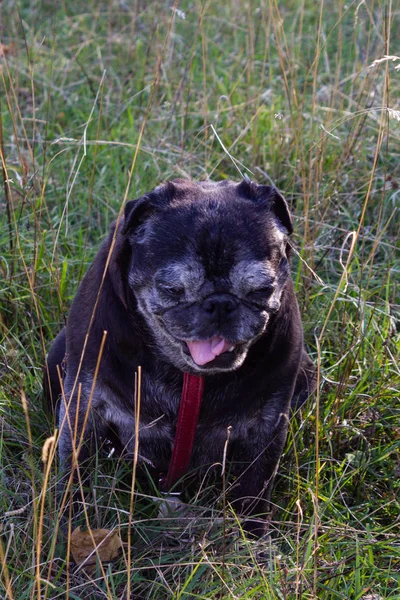 Zwarte Pug Vallen Buiten Reis Zuid Duitsland — Stockfoto