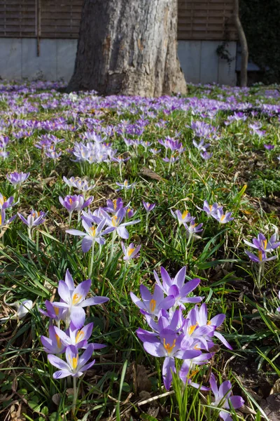 Crocus Flower Bed Springtime Natural Background — Stock Photo, Image