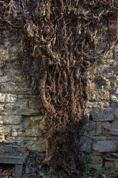 City Wall Plants Summer Evening Southern Germany — Stock Photo, Image