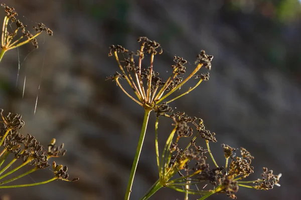 夏の夜に南ドイツの植物と城壁 — ストック写真