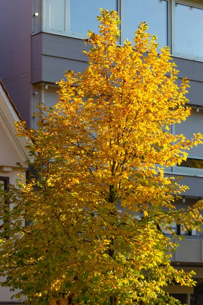 sonbahar renk ağaç ve şehri bina cephe Güney Almanya'da yapraklarda