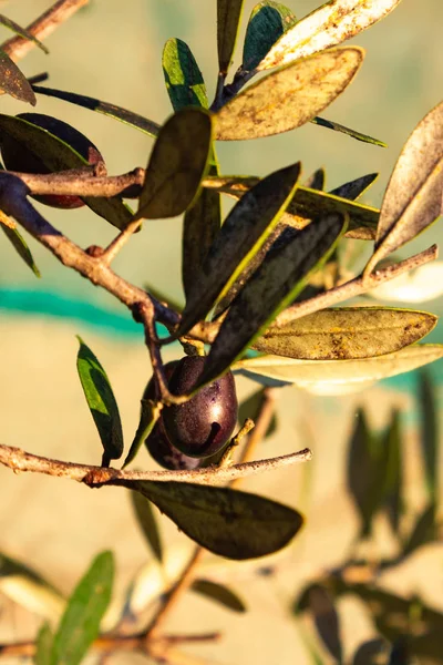 Olivenfrüchte Baum Hängen Warmen Sonnenlicht Des Herbstabends — Stockfoto