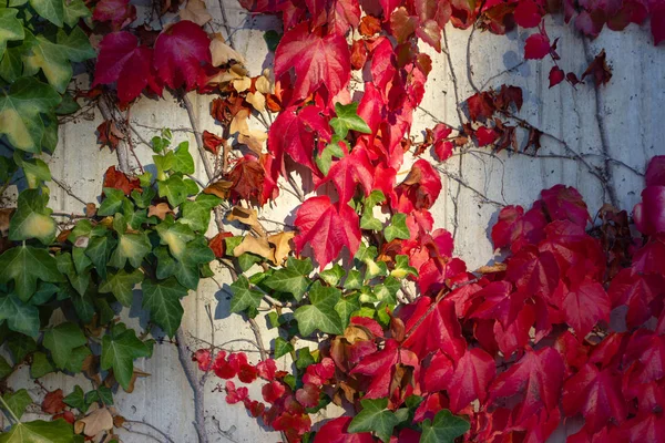 Плющ Осенью Листья Бетонной Стене Солнечный Вечер Германии — стоковое фото