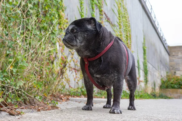 Pug Alemán Trapeadores Nombre Adelheid Caminar Través Del Parque Ciudad — Foto de Stock